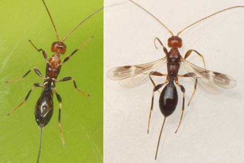Réf. 198 484 : Spathius sp.